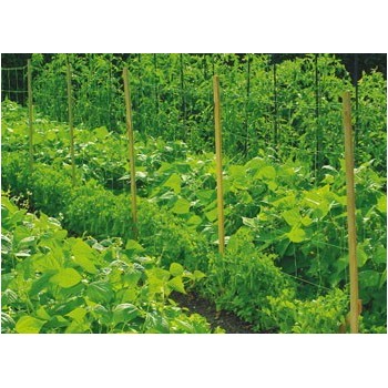 MALLA ENTUTORAR 20X20CMS.  2x100MTS. INTERMAS