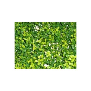 JARDIN VERTICAL LIMA 50x50CM