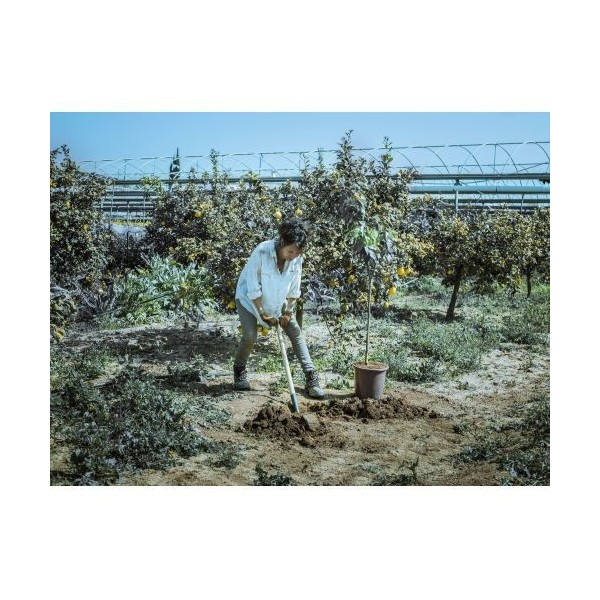 Palote estampado para transplantar y perfilar el terreno / 5573M