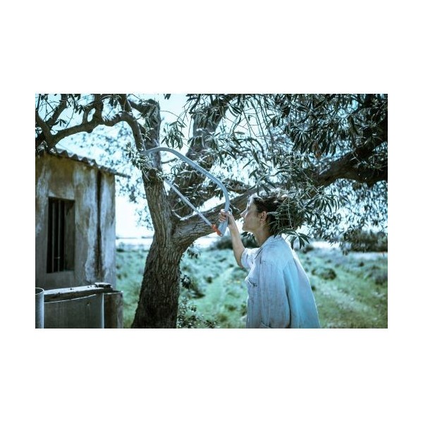 Sierra de arco para corte de madera seca / 4539